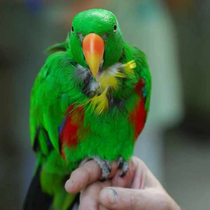 Kiwi, loro paciente de Patitas Felices